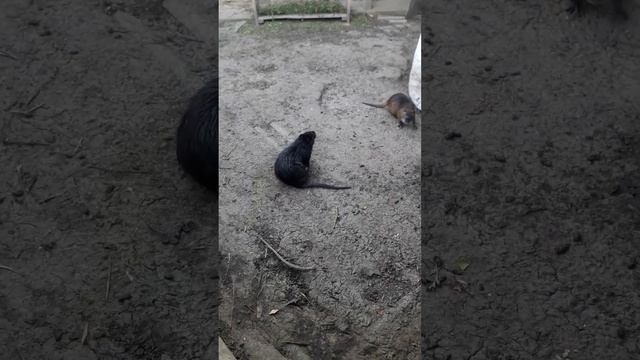 Бобры против нутрий в джакузи смотреть онлайн