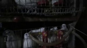 Перепёлки породы,утежеленый техасец   и золотистый феникс.