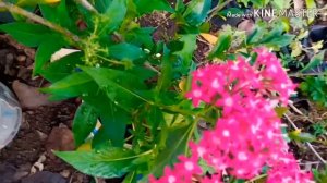 pentas plant