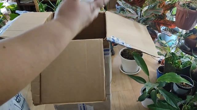 Посылочка с сансами и дифинбахиями. смотреть онлайн