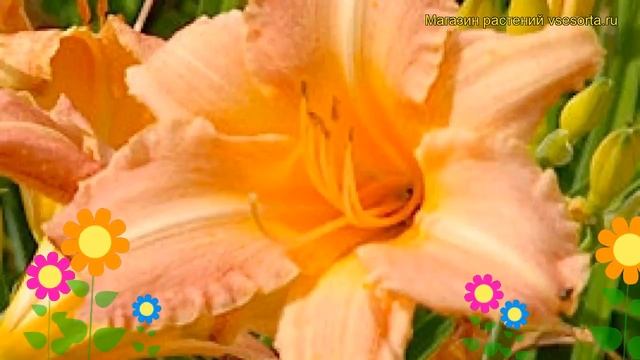 Лилейник гибридный Чилдренс Фестивал. Краткий обзор hemerocallis hybrida Children's Festival смотреть онлайн