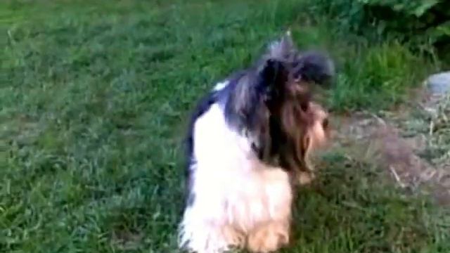 Собачонок Карлос пасется смотреть онлайн