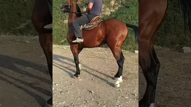 600 000ге сатылган ат Маш Аллах👍 смотреть онлайн