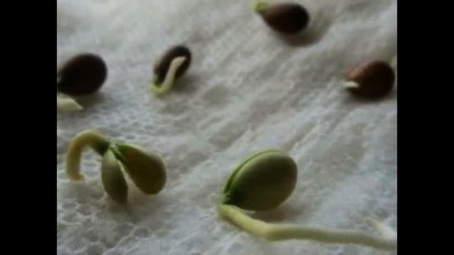 Вырастить лимонное дерево из семян легко и просто