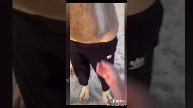 Домашние животные. ржачные приколы посмотрите. смех до слез. 29 часть