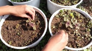 How to Grow Perilla from seeds