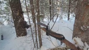 Охота на Соболя | Капканы: Ах Вот Кто это Был!