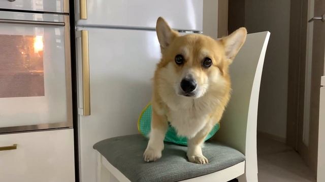 Собака делает ПИЦЦУ |Корги ТАФФИ повар |Dog Makes Pizza