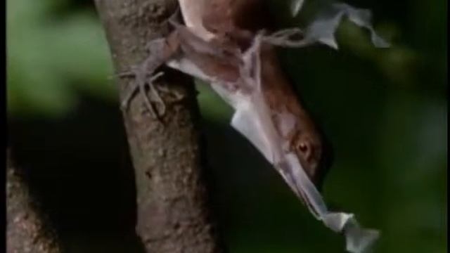 Geocore Shorts: Animals Anolis Lizard Love смотреть онлайн