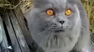Кот Говорит не человеческим голосом.