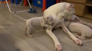 аргентинский дог щенки от Стеши / dogo argentino puppies