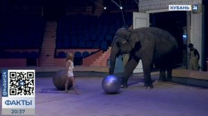 Слонихи Марго и Претти готовятся к премьере нового шоу в цирке Сочи