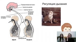 8К Биология: «Дыхание. Органы дыхательной системы»