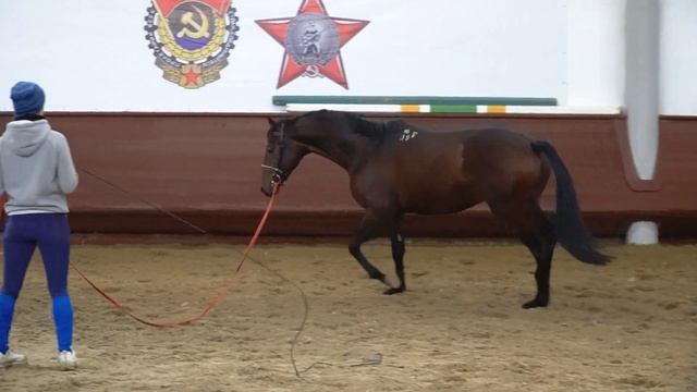РОЗЕНТАЛЬ 16-19 | Завод имени Первой конной армии | Будённовская порода лошадей смотреть онлайн