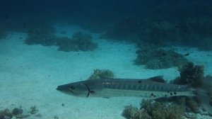 Giant barracuda on Shark reef (Sharm el-Sheikh, Egypt) 03.03.2022
