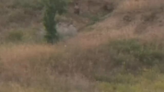 Сурки в дикой природе смотреть онлайн