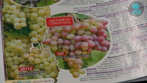 Виноград Самохвалович