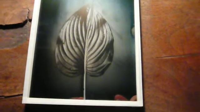 "Hosta leaf" Dagerrotípiáim,avagy kortárs dagerrotípiák Contemporary daguerreotype смотреть онлайн