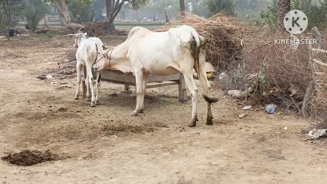 1-minute upward challenge of mounting at 17:35hrs GTX смотреть онлайн