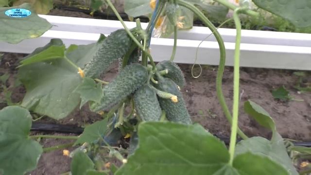 Огурцы сорта " Арктика" в плодоношении. смотреть онлайн