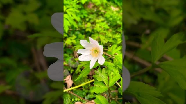 Windflower | Wood Anemone | Anemone Nemorosa