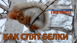 Белки. Как они спят?