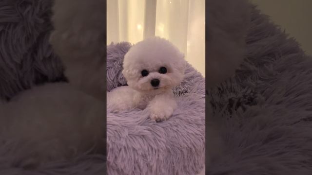 How to make your Puppy tilt their head? 怎么让狗狗对你歪歪头？