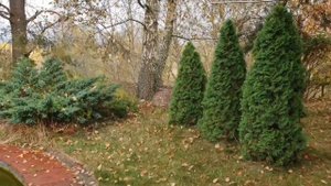 шесть способов использования туй в ландшафтном дизайне