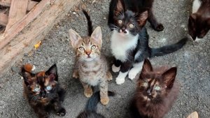 Спасение бездомных котят! Взрослые кошки уже спасены!