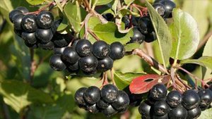 10 лучших продуктов для повышения ИММУНИТЕТА