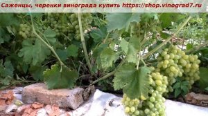 24 июля и созрел МОНБЛАН- виноград шедевральный, огромные грозди и очень вкусные ягоды. Пузенко