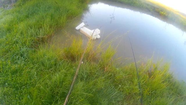 Рыбалка на карпа в своём пруду! смотреть онлайн