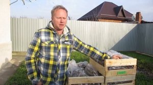 Рассада клубники фриго. Кабрилло или Мурано? (часть 1) Тел +79180102726 (WhatsUp/Viber)