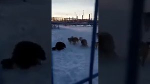 Ямбург.... ГП-2 Росомаха на территории добычи.