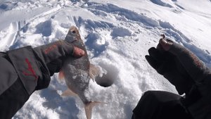 Хорошая зимняя рыбалка весной.крупная сорога.
