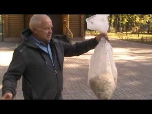 БОРЬБА С ОСАМИ