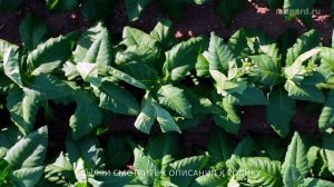 Для москвичей заказ продуктов от Фролова будет доставлен вам в течение дня. Изделия с микросферами.