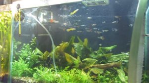 Проблемный аквариум Ч1. Странное поведение гуппи