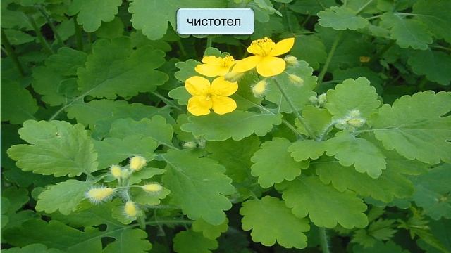Изменения в неживой природе и жизни растений летом