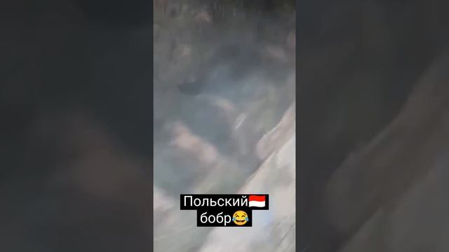 Польский бобр