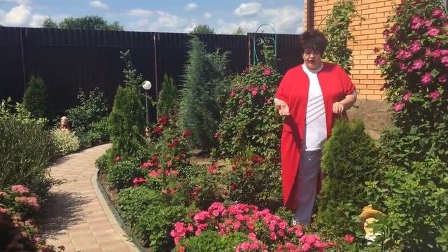 Почвопокровная роза