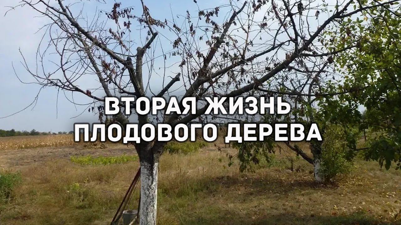 Как спасти плодовое дерево? Вторая жизнь плодовых