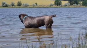 Кане Корсо. Первое купание в открытом водоеме. Как правильно приучить собаку к воде.
