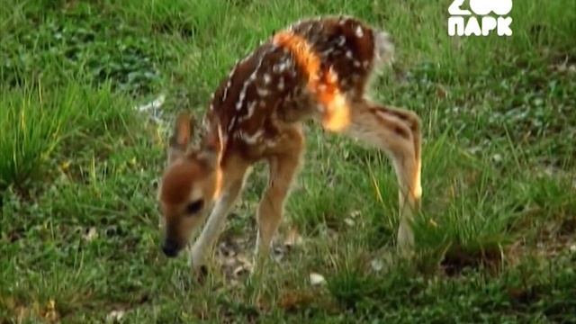 Лесные животные - Детеныши диких животных смотреть онлайн