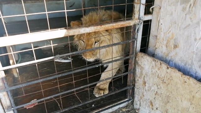 Сафари парк"Прайд" Абхазия. Гудаута. (2021) Малышня 2 смотреть онлайн