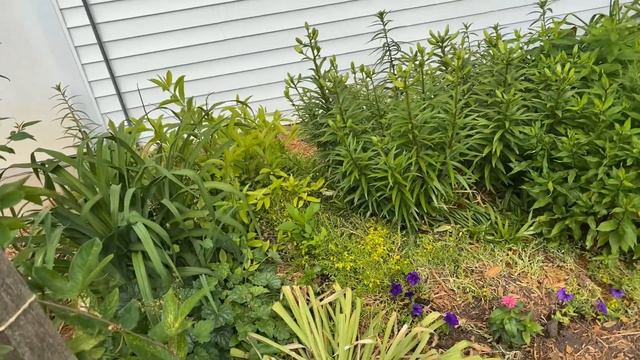 Natural ways to kill bad bugs in your garden [Garden Talk Episode #10] смотреть онлайн