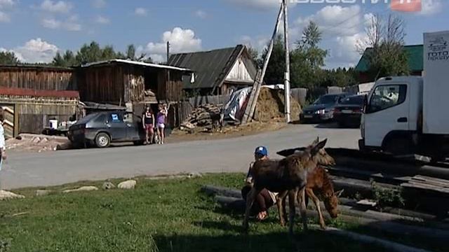Эйнштейн и Рокки готовы продать душу за огурцы смотреть онлайн