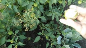 Физалис "Колокольчик" и "Десертный". Овощные или земляничные сорта? Обман производителя. Вывод.