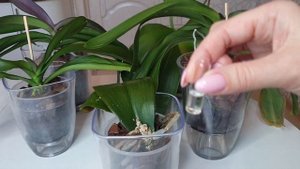 Быстро НАРАСТИТЬ корни орхидеи || Средство для роста корней орхидеи || Супер результат!