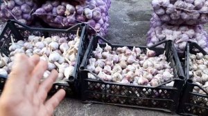 Какой калибр чеснока нужен для посадки? Что бы чеснок не мельчал, садим четвертую часть ... .